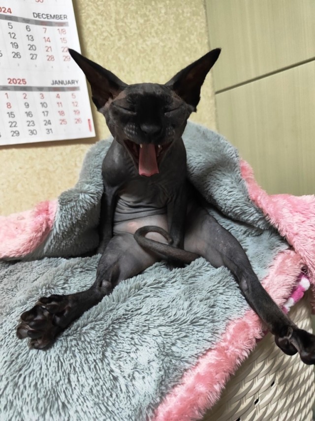 12 самых смешных котов в истории комического конкурса Comedy Pet Photography Awards