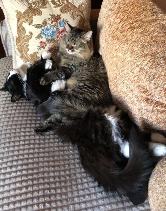 Котовторник продолжается