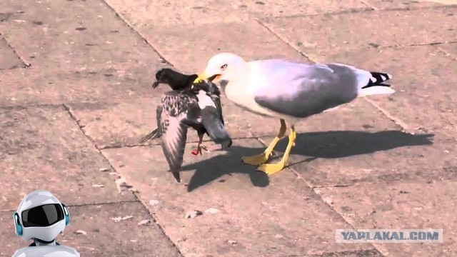 Куда делись воробьи?