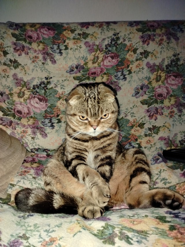 Моя жена не умеет фоткать кота