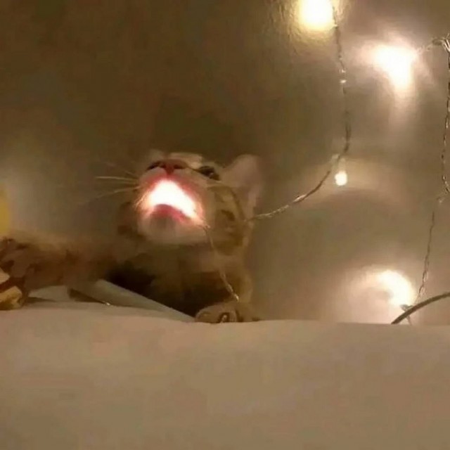 Чутка кошек