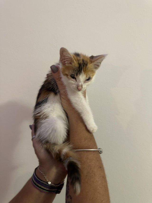 Спасение котëнка с агенезией век