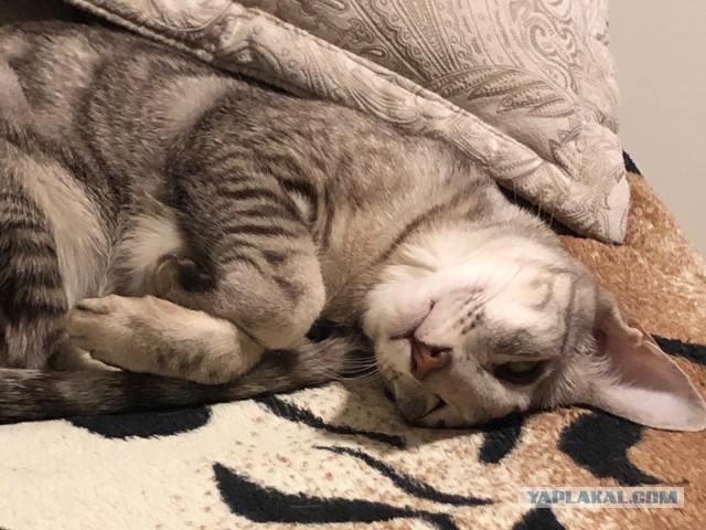 Всех причастных с котовторником!