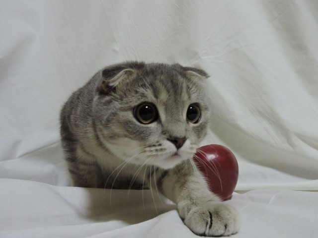 Котовторник, молодость