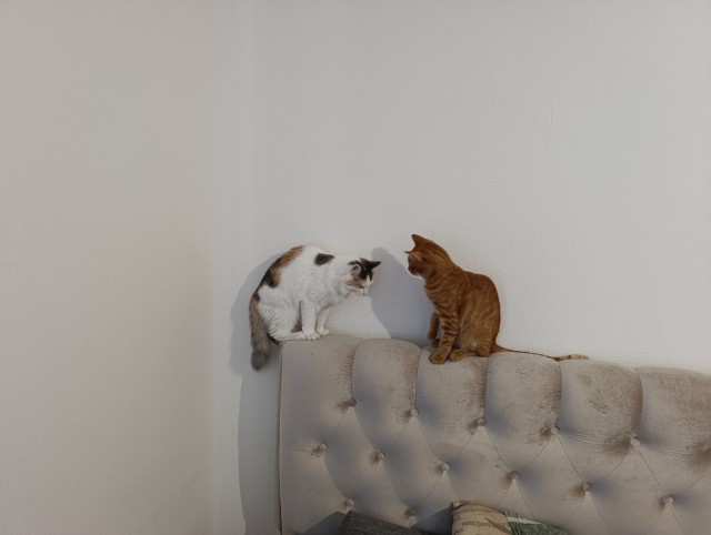 Пристраиваю котэ