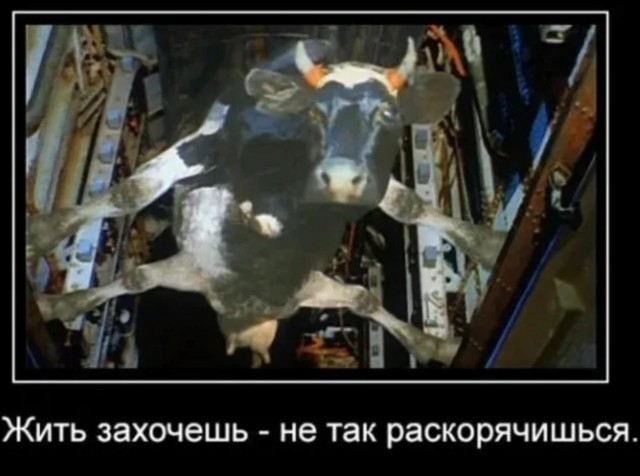 Узники Ледяного острова: невероятная история коров, обманувших эволюцию