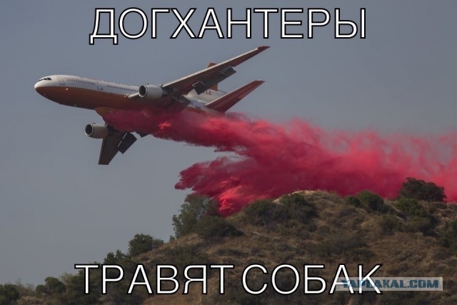 Мясо с рыболовным крючком проглотила собака в Подольске