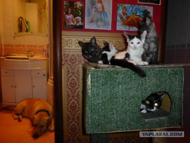 Котовторник 17.09.2013