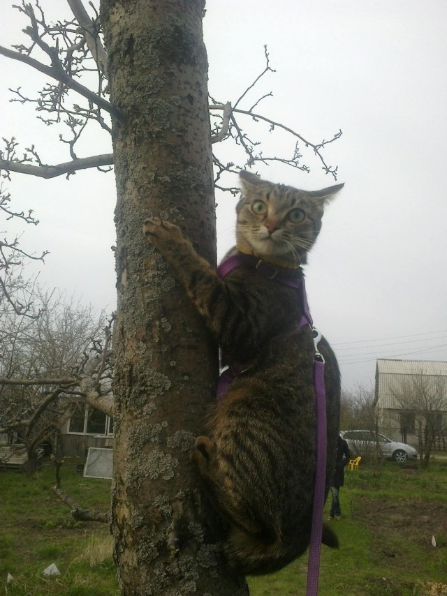 Невыразительные коты