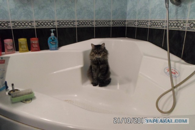 Котовторник 22.10.2013
