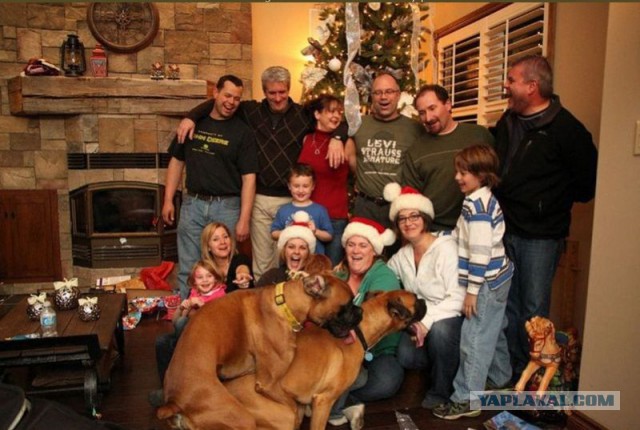 Жена хотела семейное фото на рождество.