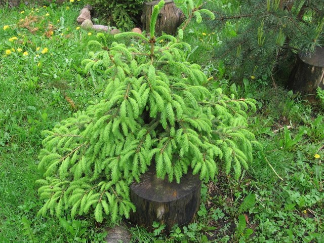 Как я сажал лес