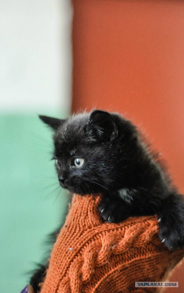 Котовторник  28.01.14