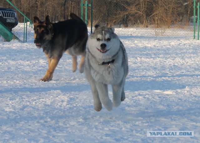 Собакен