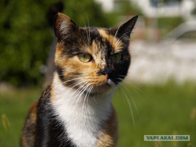 Котовторник 22.04.2014
