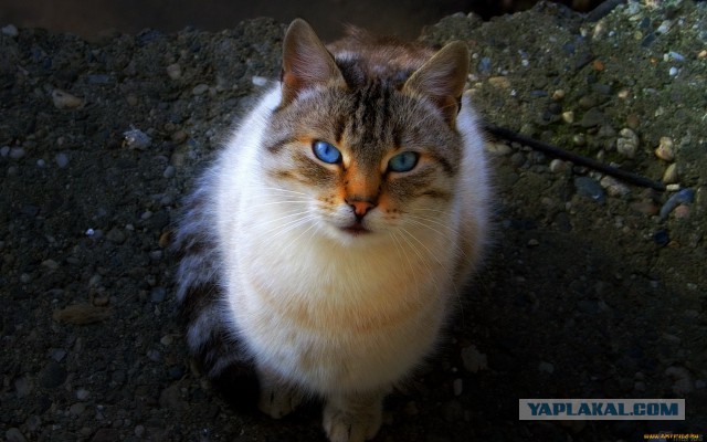 Кто любит котеек так как я?