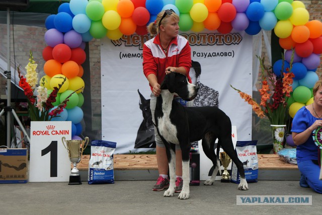 Собакочетверг! 04.09.2014