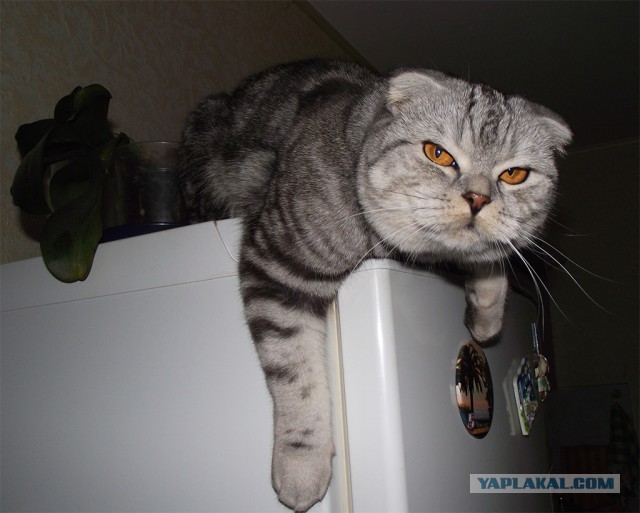 Котовторник 09.09.2014