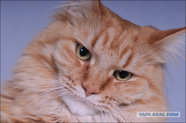 Котовторник
