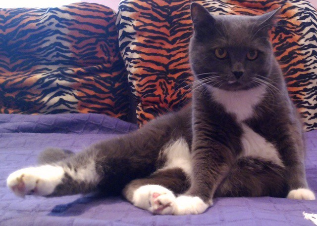 Котэ чуть не умер...