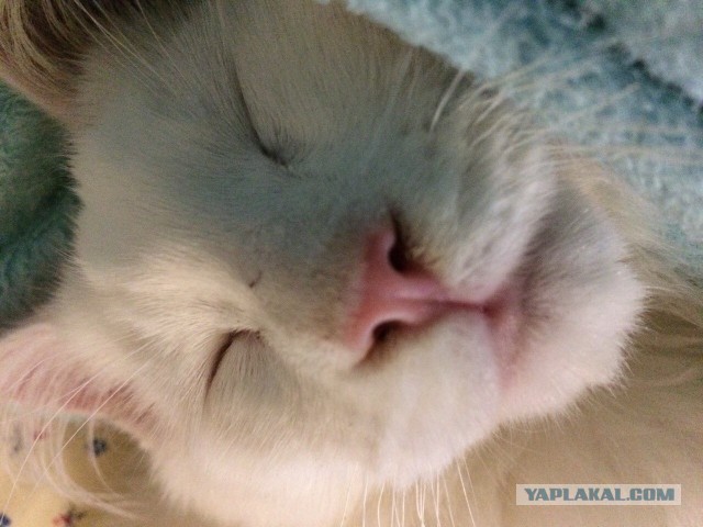 Котовторник