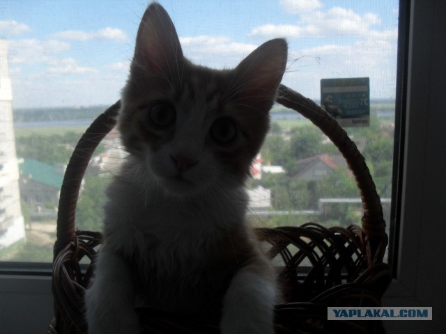 Рыжее чудо
