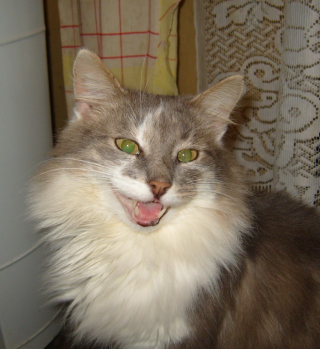 Котовторник 31.03.2015