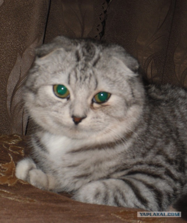 Кот по имени Бобо