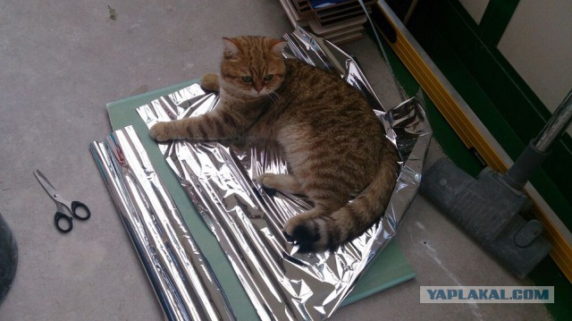 Котовторник 16.06.2015., Котовторник наступил!