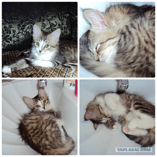 Котовторник 11.08.2015