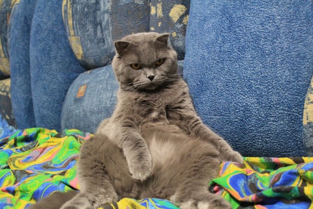 День кошек в России