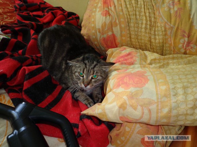 Кот Марсик