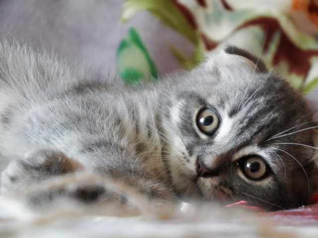 Котовторник