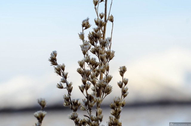 Колыма: первая корюшка 2016, как это было...