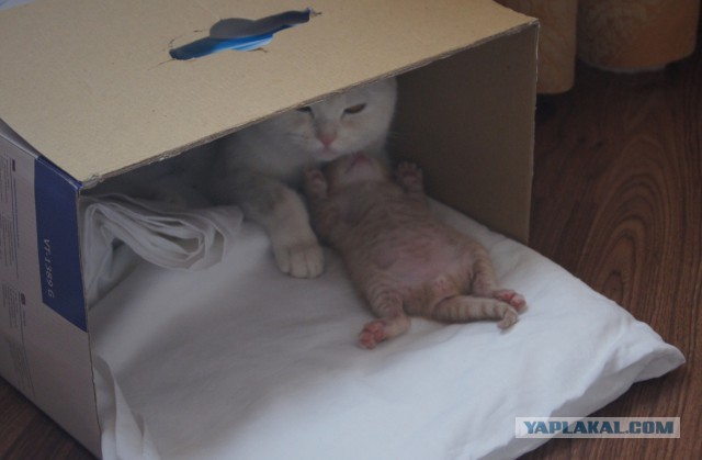 Котовторник