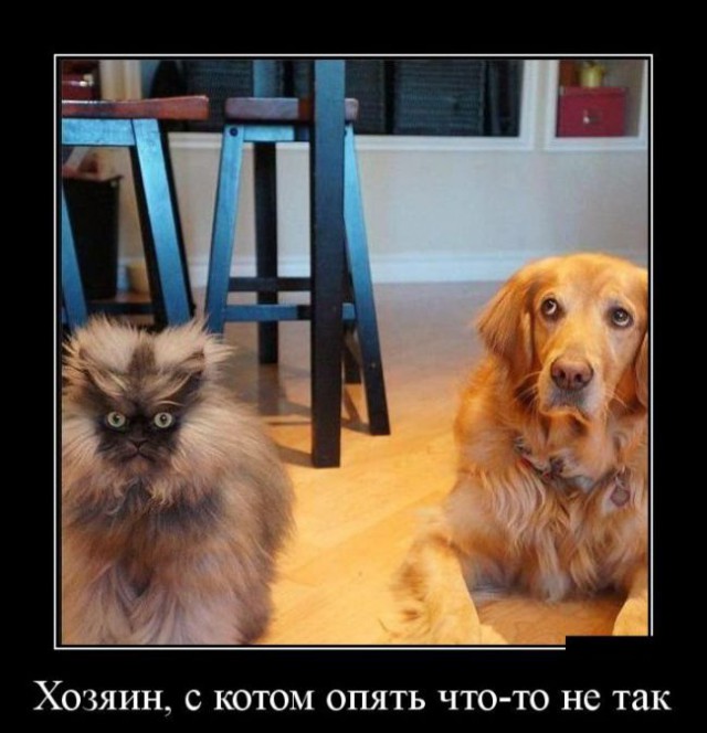 Смешные картинки с надписями