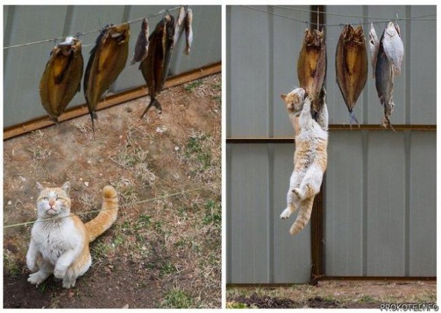 Демы к котовторнику!