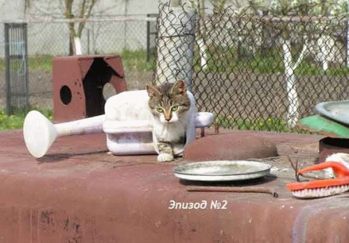Котосказка на вторник (22 эпизода КПМ)