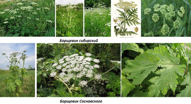 Борщевик головного мозга