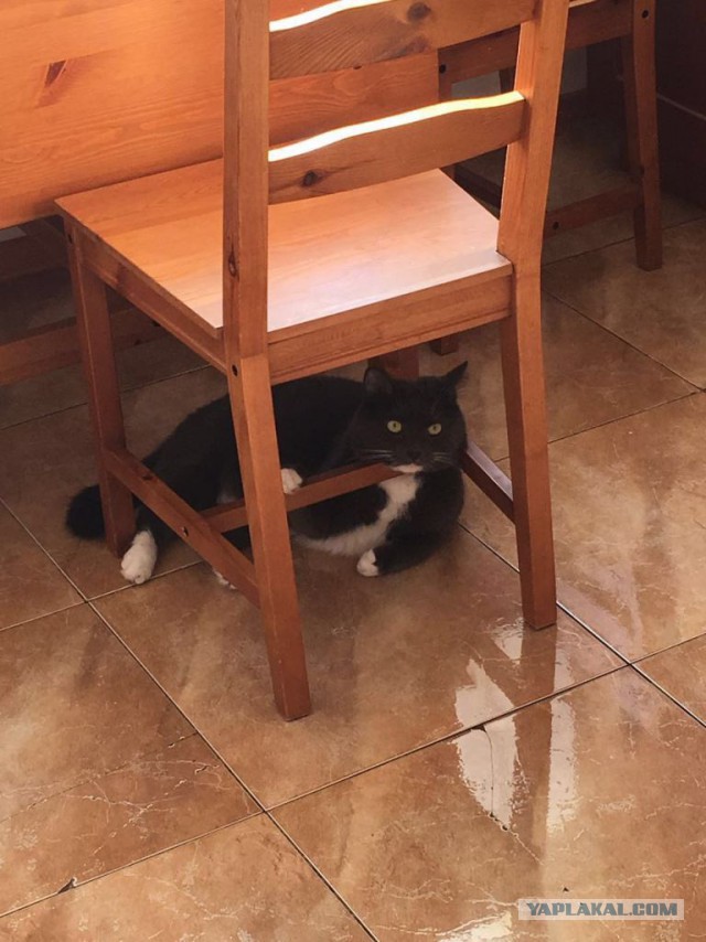Котовторник 09.08.2016