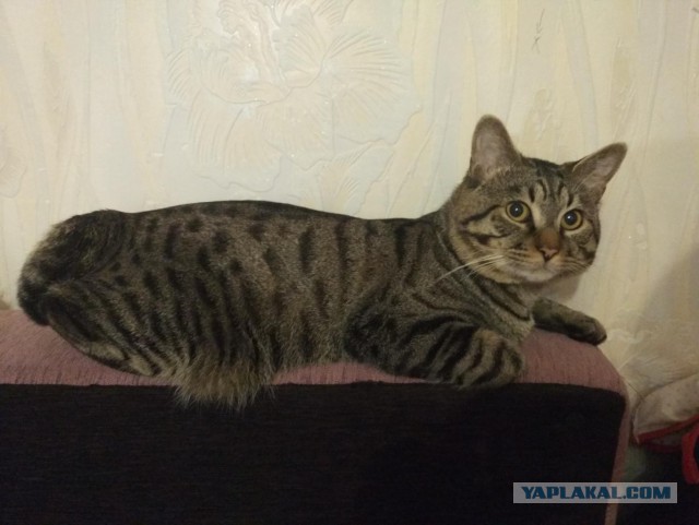 Котовторник 30.08.2016