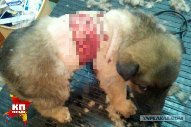 В Уфе два подростка срезали кожу с живого щенка