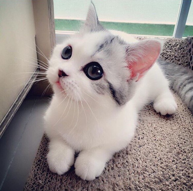 Коты из сети