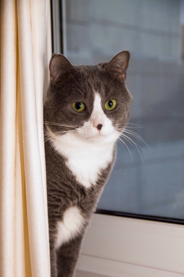 Коты и Кошки