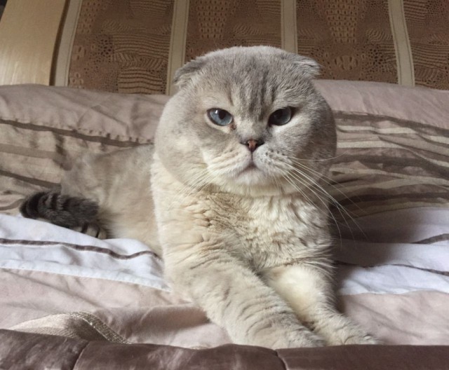 Коты и Кошки