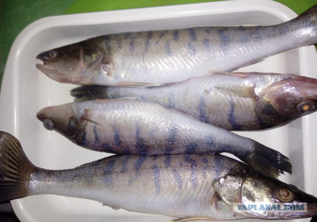 Настоящая Испания изнутри: экономим на продуктах питания, как можем