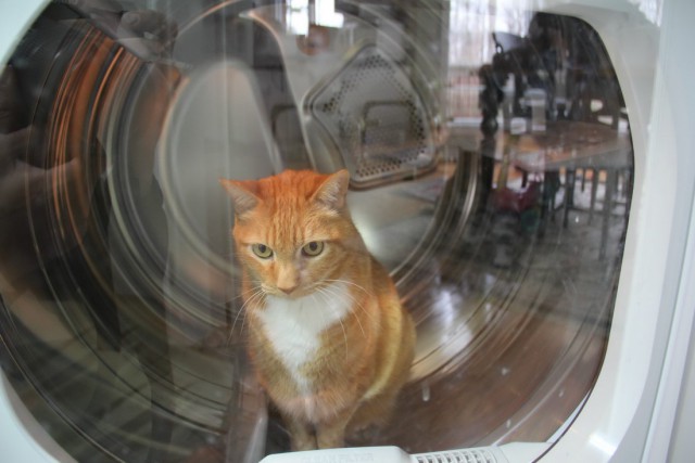 Коты и Кошки