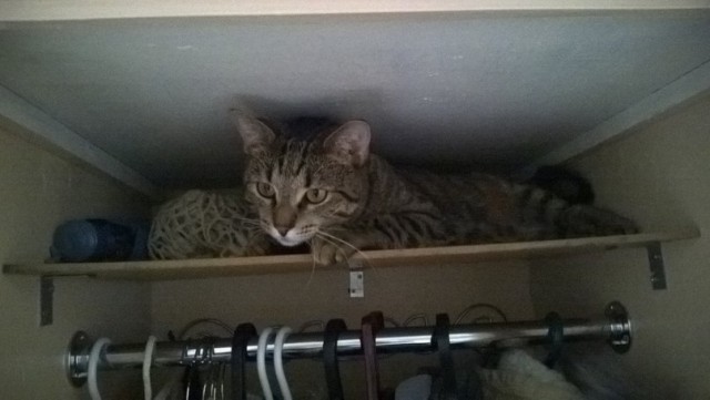 Коты и Кошки