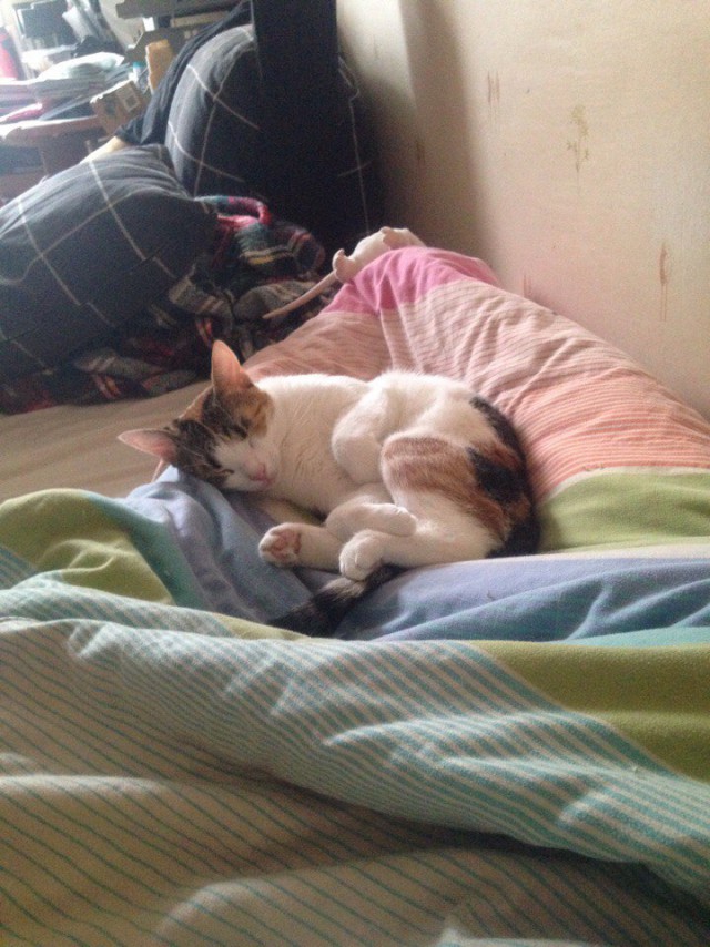 Котовторник 30.05.2017