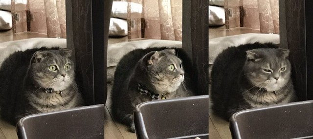 24 кота, которые подняли дерзость на новый уровень